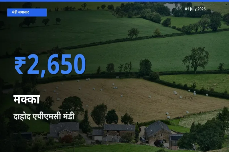 बाज़ार संकेत: दाहोद एपीएमसी बना मक्का के लिए आज की टॉप मंडी
