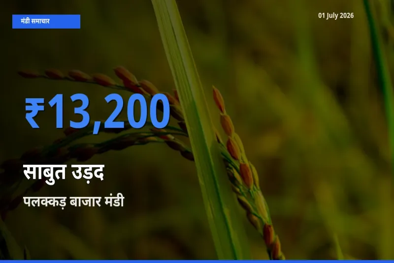 बाज़ार संकेत: पलक्कड़ बाजार बना साबुत उड़द के लिए आज की टॉप मंडी