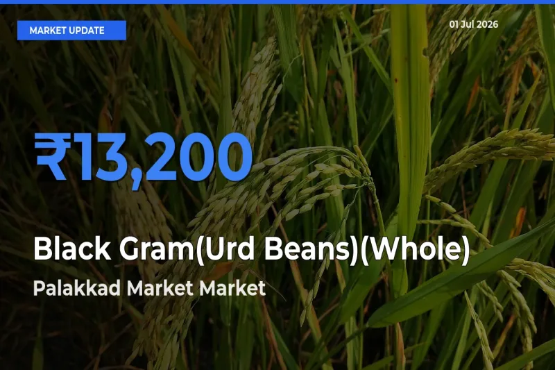 Top Performer! Palakkad Market Offers Best Black Gram(Urd Beans)(Whole) Price Today