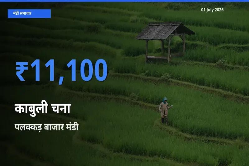 आज का मंडी भाव: काबुली चना के सबसे ज़्यादा दाम पलक्कड़ बाजार में