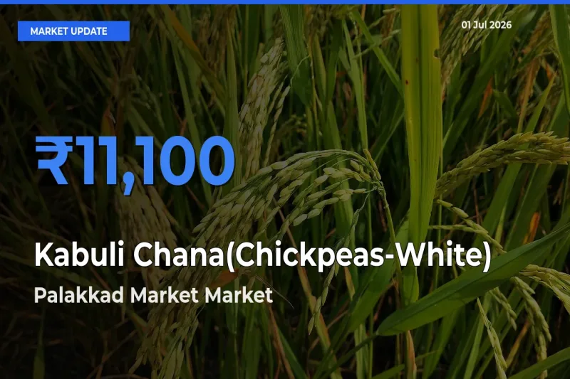 Top Performer! Palakkad Market Offers Best Kabuli Chana(Chickpeas-White) Price Today