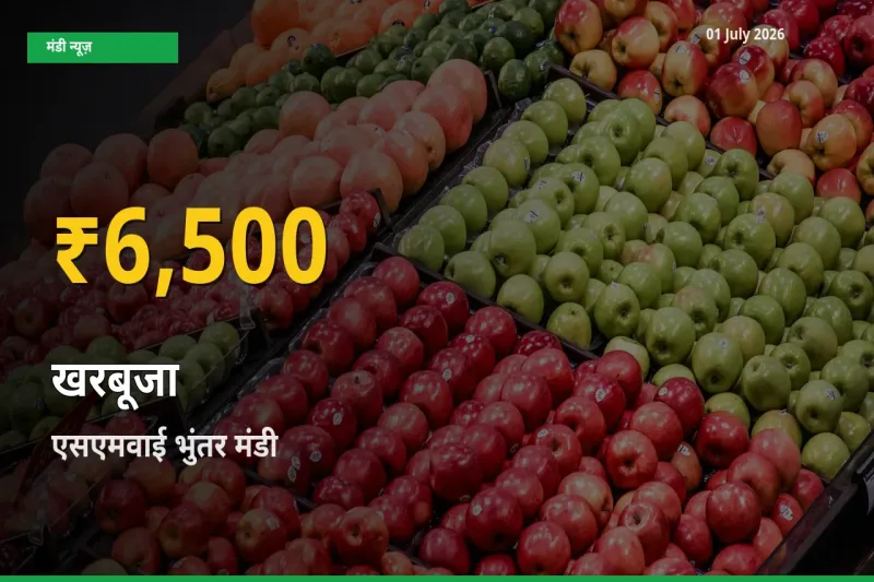 30 दिनों में सबसे ऊँचे स्तर पर खरबूजा के दाम, एसएमवाई भुंतर में उछाल