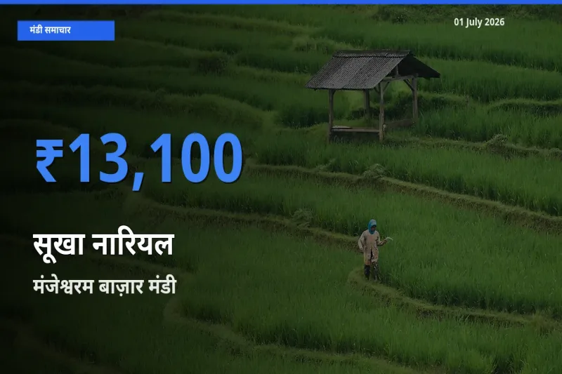 किसानों की पसंद बना मंजेश्वरम बाज़ार, सूखा नारियल के सबसे अच्छे दाम