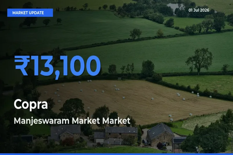 Farmers Prefer Manjeswaram Market as Copra Hits Highest Rate