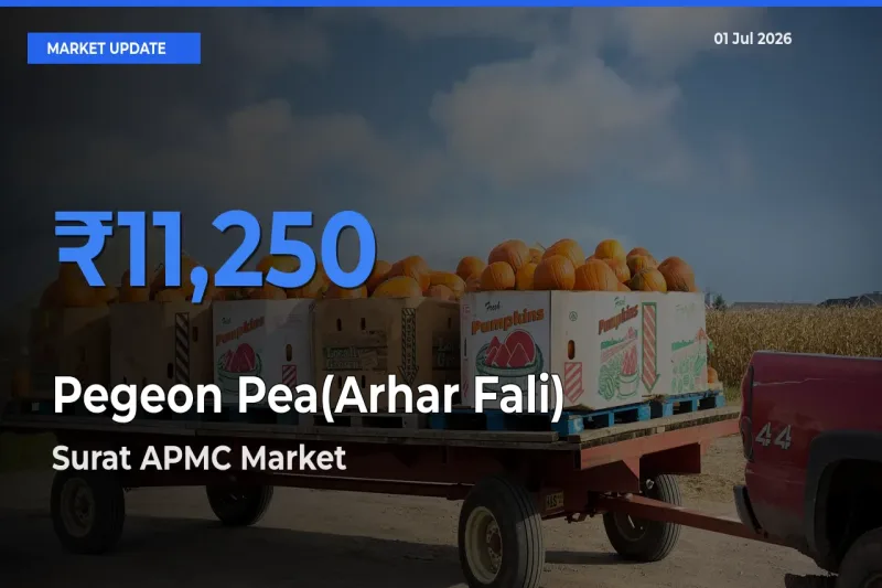 Surat APMC Emerges as Top Mandi for Pegeon Pea(Arhar Fali) Prices Today