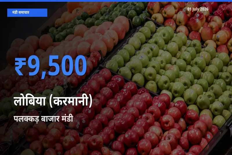 आज का मंडी भाव: लोबिया (करमानी) के सबसे ज़्यादा दाम पलक्कड़ बाजार में
