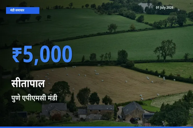 आज सीतापाल के सबसे ज़्यादा दाम पुणे एपीएमसी मंडी में दर्ज