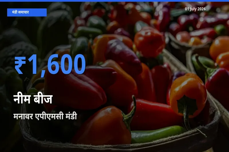 टॉप मंडी बना मनावर एपीएमसी! नीम बीज के सबसे ऊँचे दाम यहीं दर्ज