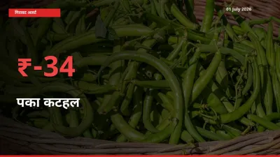 किसानों की चिंता बढ़ी! स्थानीय मंडी में पका कटहल 33.64% गिरा