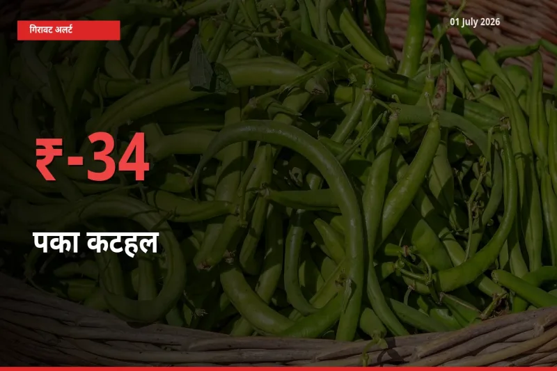 किसानों की चिंता बढ़ी! स्थानीय मंडी में पका कटहल 33.64% गिरा