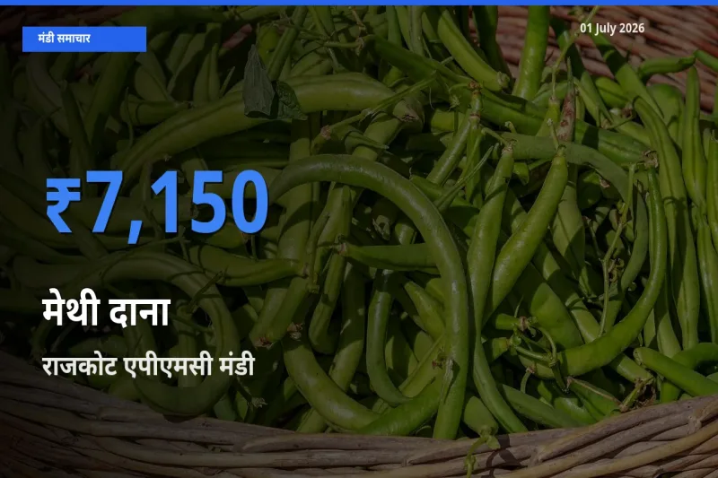राजकोट एपीएमसी मंडी में आज मेथी दाना के सबसे ऊँचे दाम दर्ज