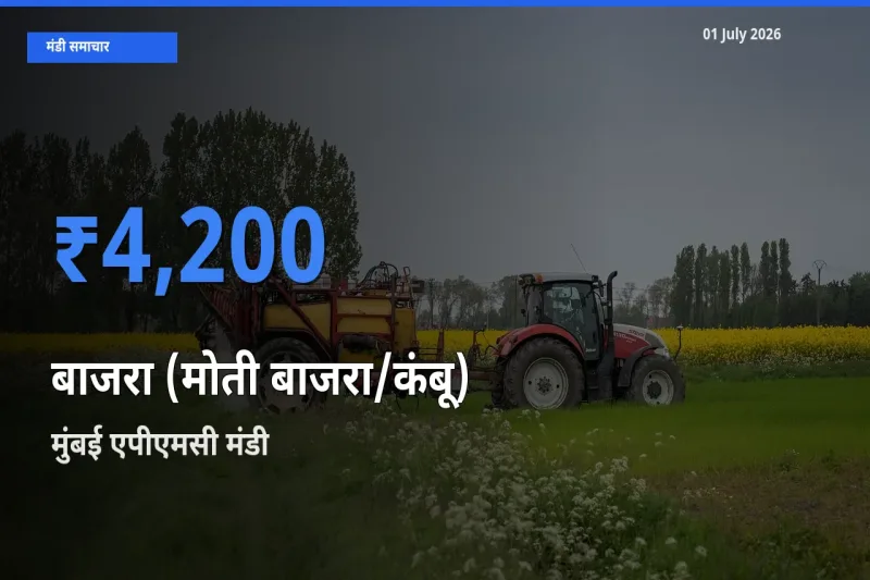 किसानों की पसंद बना मुंबई एपीएमसी, बाजरा (मोती बाजरा/कंबू) के सबसे अच्छे दाम