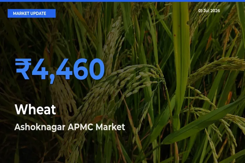 Ashoknagar APMC Records Highest ₹4,460 Rate for Wheat