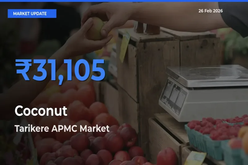 Market Watch: Tarikere APMC Becomes Top Mandi for Coconut