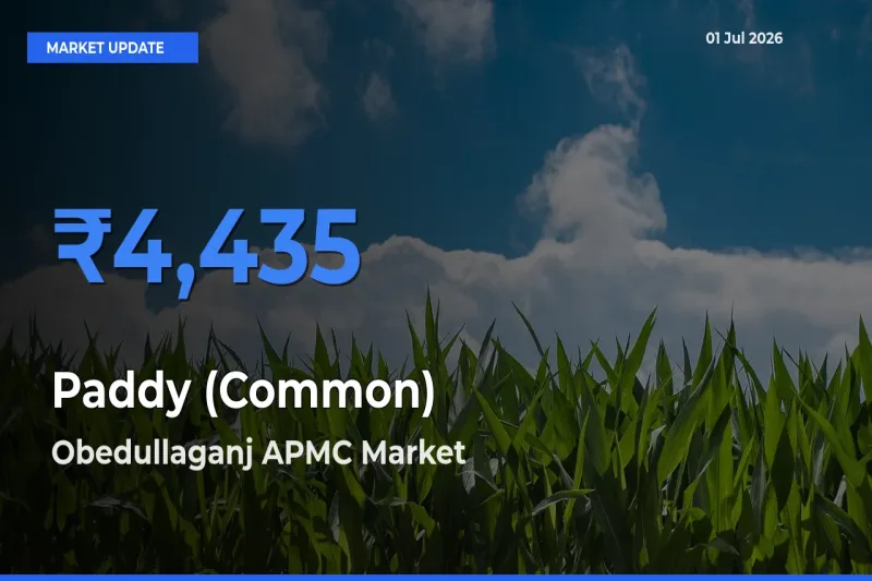 Obedullaganj APMC Records Highest ₹4,435 Rate for Paddy (Common)