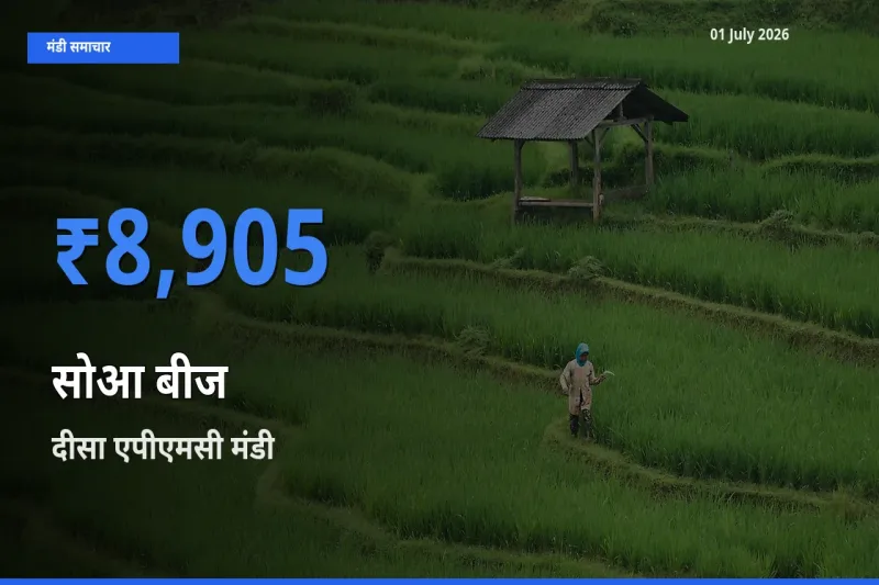 आज का मंडी भाव: सोआ बीज के सबसे ज़्यादा दाम दीसा एपीएमसी में