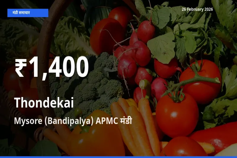 तेज़ गिरावट! Mysore (Bandipalya) APMC में Thondekai के दाम 30 दिन के निचले स्तर पर