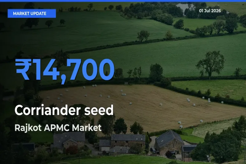 Farmers Prefer Rajkot APMC as Corriander seed Hits Highest Rate