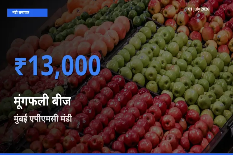 01 July अपडेट: मूंगफली बीज के सबसे ऊँचे दाम मुंबई एपीएमसी मंडी में