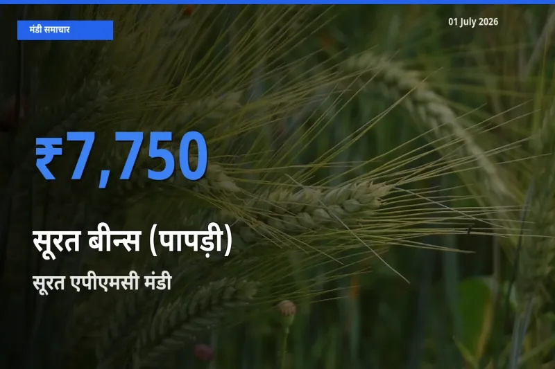 टॉप मंडी बना सूरत एपीएमसी! सूरत बीन्स (पापड़ी) के सबसे ऊँचे दाम यहीं दर्ज