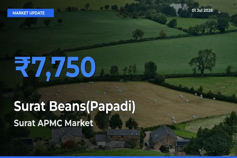 Top Performer! Surat APMC Offers Best Surat Beans(Papadi) Price Today