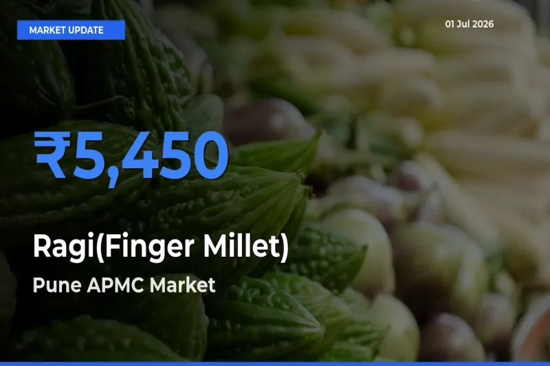 Ragi(Finger Millet) Mandi Rate Today: Pune APMC Tops the List