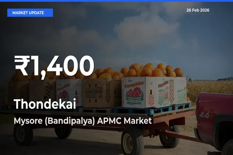 Big Drop! Thondekai Slides to 30-Day Low at Mysore (Bandipalya) APMC