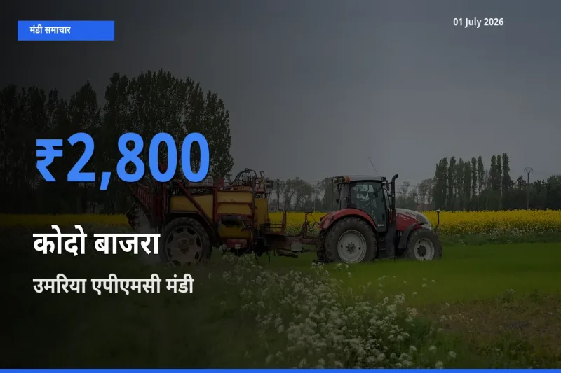 बाज़ार संकेत: उमरिया एपीएमसी बना कोदो बाजरा के लिए आज की टॉप मंडी