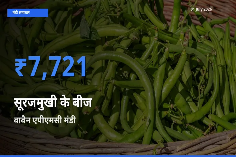 आज सूरजमुखी के बीज के सबसे ऊँचे दाम ₹7,721 बाबैन एपीएमसी मंडी में