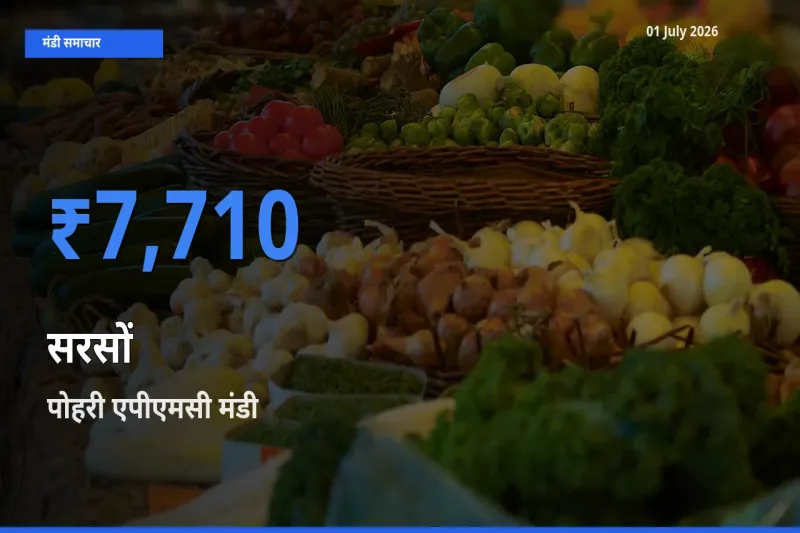 01 July अपडेट: सरसों के सबसे ऊँचे दाम पोहरी एपीएमसी मंडी में