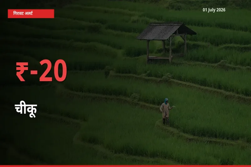 बाज़ार संकेत: चीकू के भाव मंडी में 20.28% नीचे