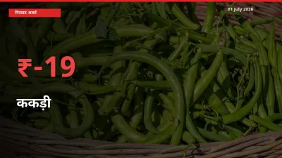 किसानों की चिंता बढ़ी! स्थानीय मंडी में ककड़ी 18.95% गिरा