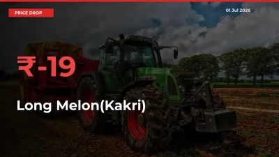 Long Melon(Kakri) Falls 18.95% at Mandis