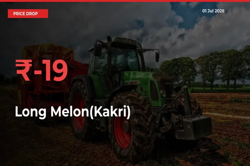 Long Melon(Kakri) Falls 18.95% at Mandis