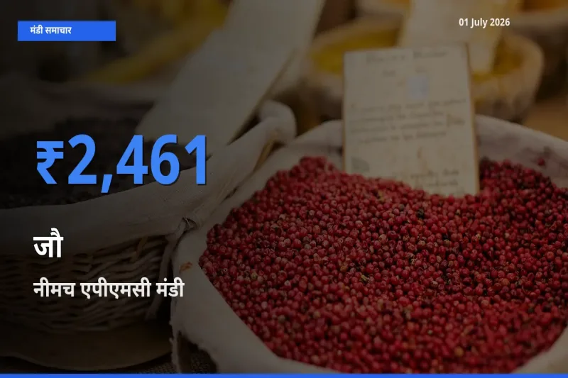 नीमच एपीएमसी में जौ का आज सबसे ऊँचा भाव
