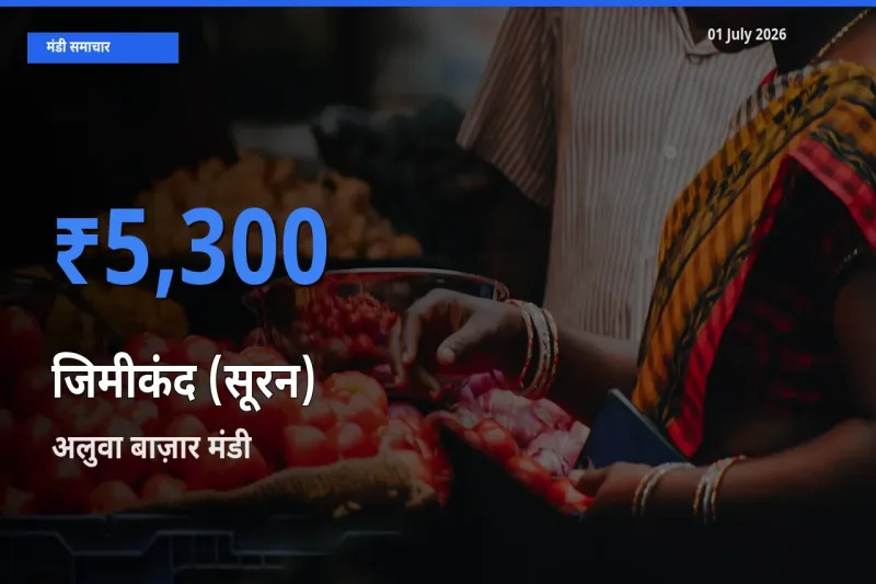 अलुवा बाज़ार में जिमीकंद (सूरन) का आज सबसे ऊँचा भाव