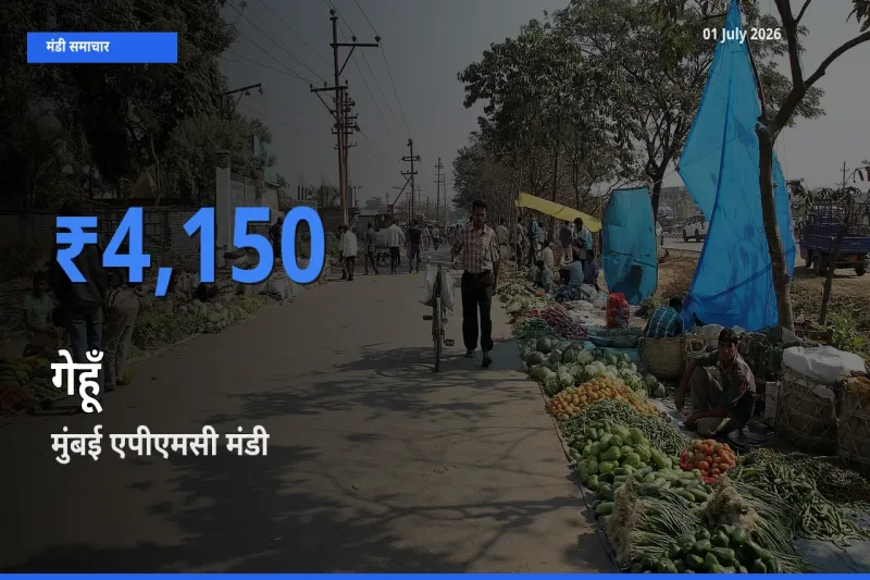 01 July अपडेट: गेहूँ के सबसे ऊँचे दाम मुंबई एपीएमसी मंडी में