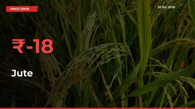 18.31% Drop in Jute Prices – Mandi Sees Sudden Fall