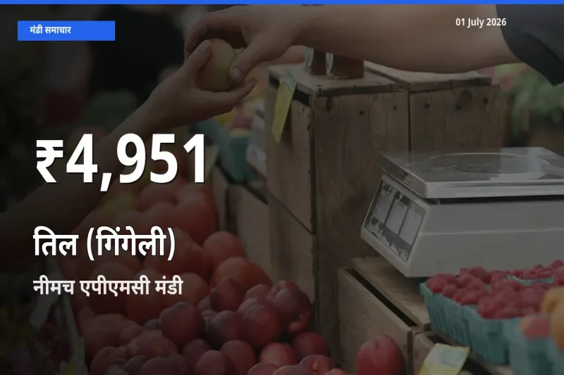 नीमच एपीएमसी में तिल (गिंगेली) ₹4,951 पर गिरा – 30 दिन का न्यूनतम भाव