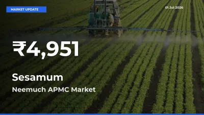 Big Drop! Sesamum Slides to 30-Day Low at Neemuch APMC