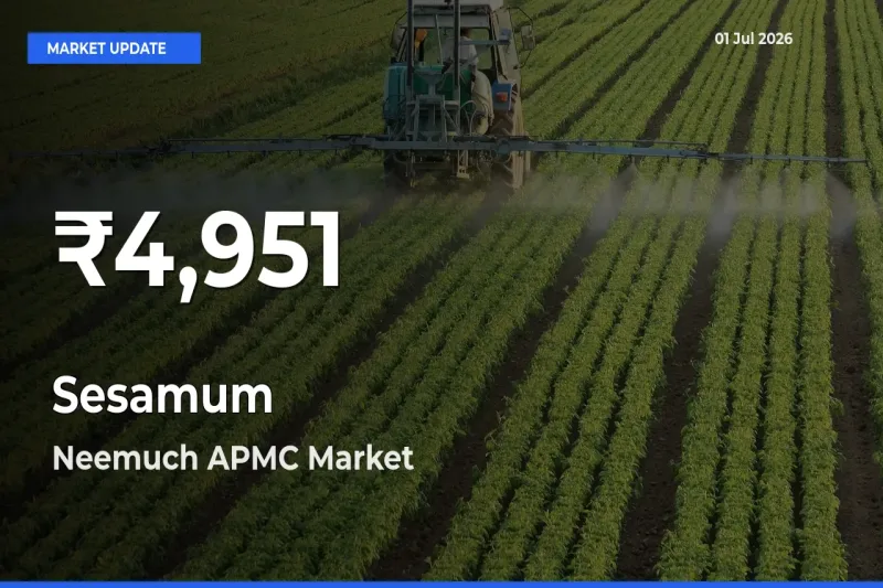 Big Drop! Sesamum Slides to 30-Day Low at Neemuch APMC