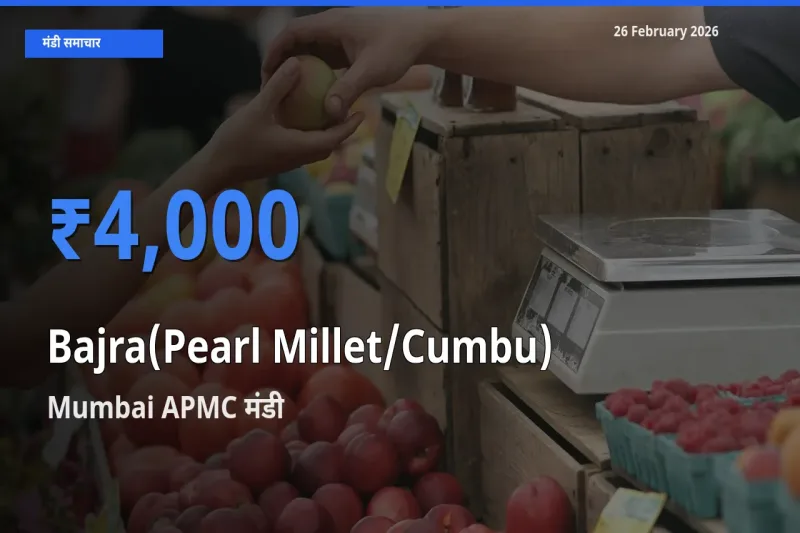 टॉप मंडी बना Mumbai APMC! Bajra(Pearl Millet/Cumbu) के सबसे ऊँचे दाम यहीं दर्ज