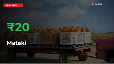 20.43% Spike in Mataki Prices – Mandi Sees Sudden Rally
