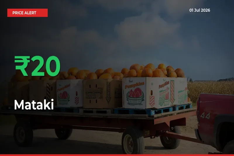 20.43% Spike in Mataki Prices – Mandi Sees Sudden Rally