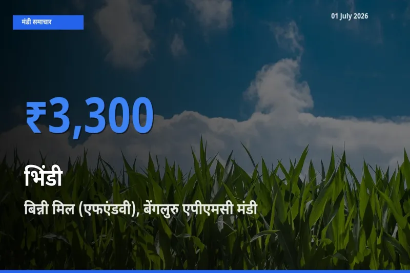 आज भिंडी के सबसे ऊँचे दाम ₹3,300 बिन्नी मिल (एफएंडवी), बेंगलुरु एपीएमसी मंडी में