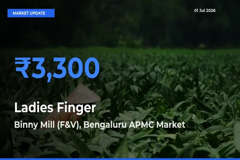 Binny Mill (F&V), Bengaluru APMC Tops Ladies Finger Rates – July 01 Market Update