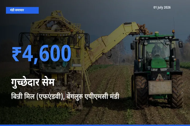 आज का मंडी भाव: गुच्छेदार सेम के सबसे ज़्यादा दाम बिन्नी मिल (एफएंडवी), बेंगलुरु एपीएमसी में