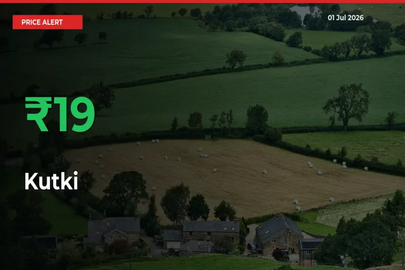 Sudden 19.13% Rally in Kutki Prices Across Mandis