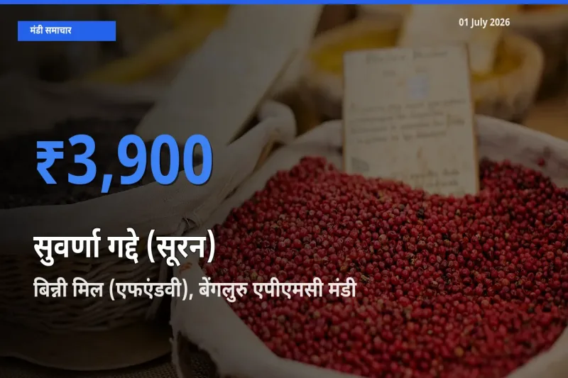 आज का मंडी भाव: सुवर्णा गद्दे (सूरन) के सबसे ज़्यादा दाम बिन्नी मिल (एफएंडवी), बेंगलुरु एपीएमसी में