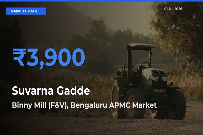 Binny Mill (F&V), Bengaluru APMC Tops Suvarna Gadde Rates – July 01 Market Update